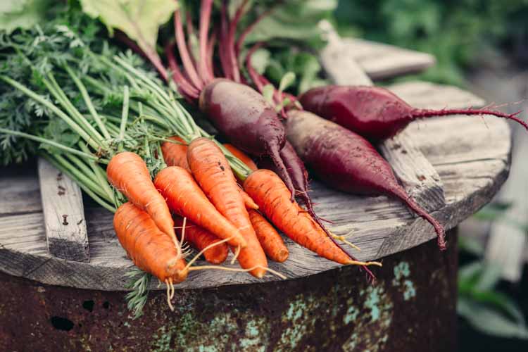 Comment valoriser les légumes non vendus en tant que producteur ? Hyères