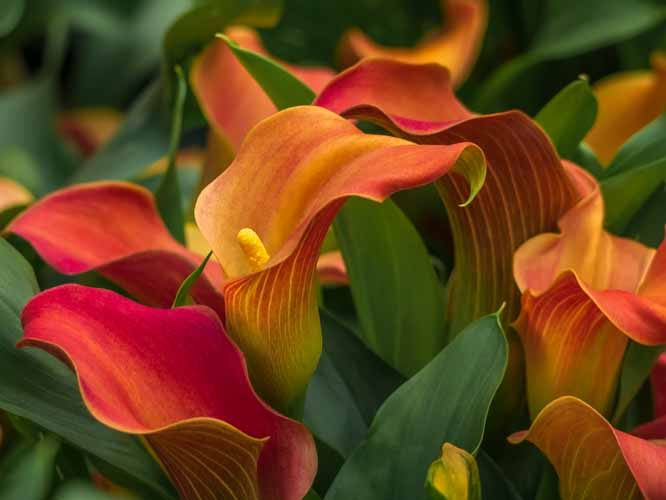 Comment produire des plantes ornementales en horticulture, Hyères