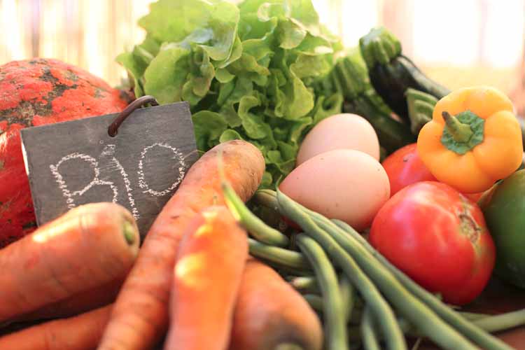 Comment planifier la saison de production de légumes ? Hyères