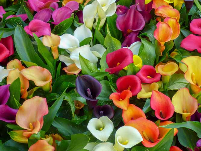 Comment faire de la multiplication végétative en horticulture, Hyères
