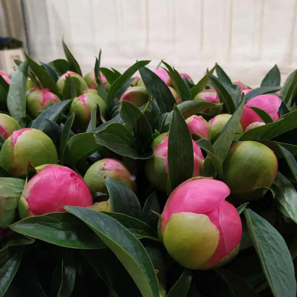 Vente de fleurs de saison Hyères