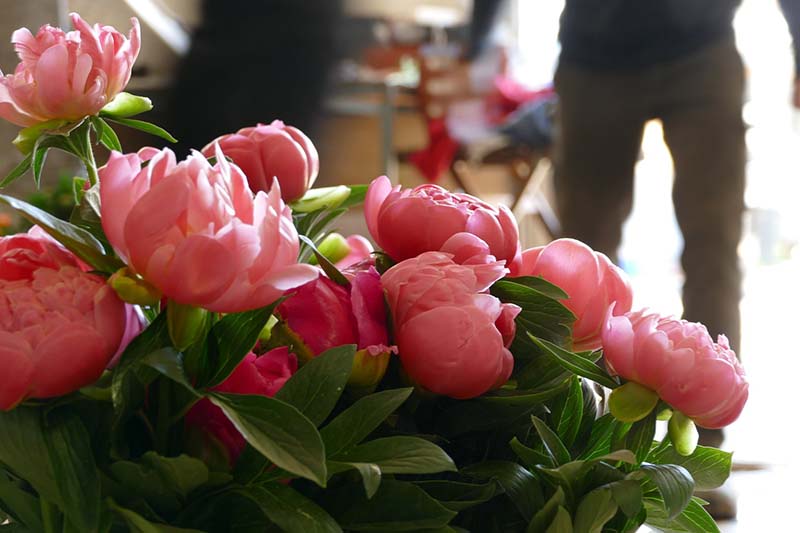 Vente de fleurs de saison Hyères
